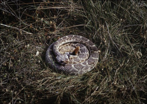 Coiled rattlesnake in brush outside San Marcos, Texas., Carol Highsmith - p