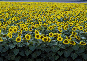 Colorful field of sunflowers near Beloit, Carol Highsmith - plakat 30x20 cm