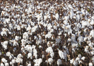 Cotton field in rural Tunica County, Mississippi, Carol Highsmith - plakat