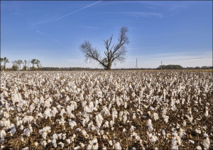 Cotton field ready for picking near Marks, Mississippi., Carol Highsmith -