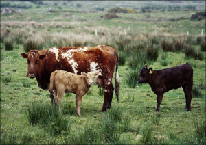 Cow and her calves., Carol Highsmith - plakat 29,7x21 cm
