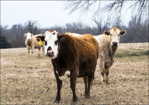 Curious cattle on a ranch in Red River County near Detroit, Texas, Carol Hi