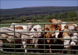 Curious cattle., Carol Highsmith - plakat 84,1x59,4 cm