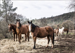 Curious horses on a ranch in Red River County near Detroit, Texas., Carol H