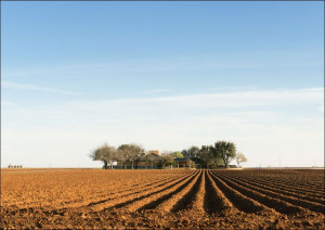 Deep, rich furrows in farmland east of Lamesa in Dawson County, Texas., Car