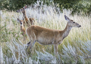 Deer in the tall grass below Devil’s Tower National Monument in Crook Count