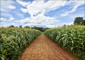 Dirt road beside a cornfield near Clarkesville in Habersham County, Georgia