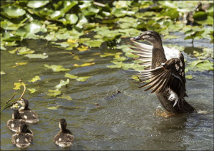 Ducks at the Alligator Adventure in South Carolina, Carol Highsmith - plaka