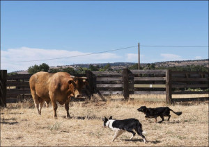 Dusty de Braga and his daughter Fallow, are working cowpokes who drive catt