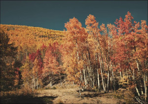 Fall aspens in San Juan County, Colorado USA, Carol Highsmith - plakat 50x4