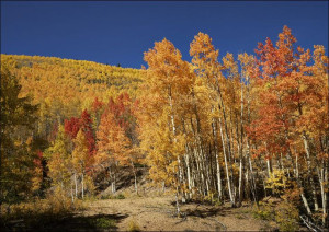 Fall aspens in San Juan County, Colorado USA, Carol Highsmith - plakat 40x3
