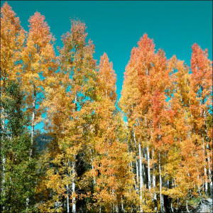 Fall aspens in San Juan County, Colorado USA, Carol Highsmith - plakat 50x5