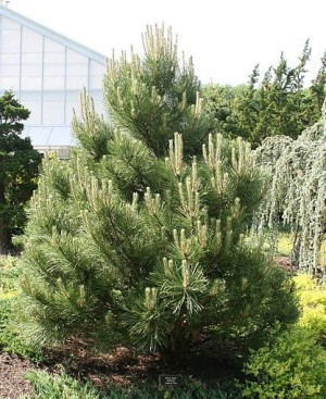 SOSNA CZARNA sadzonki do 45 cm PAKIET 25 szt