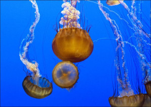 For displaying jellyfish, Carol Highsmith - plakat 80x60 cm