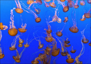 For displaying jellyfish, The Monterey Bay Aquarium uses a Kreisel tank, wh