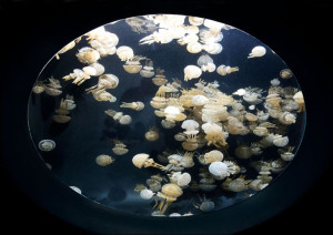 For displaying jellyfish, The Monterey Bay Aquarium uses a Kreisel tank, wh