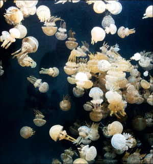 For displaying jellyfish, The Monterey Bay Aquarium uses a Kreisel tank, wh