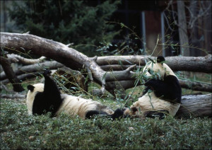 Giant pandas, the star attraction at the Smithsonian Institution’s National