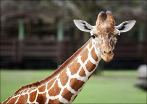 Giraffe at The Montgomery Zoo in Oak Park., Carol Highsmith - plakat 29,7x2