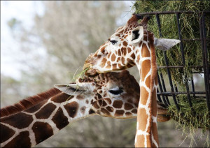Giraffe couple at The Montgomery Zoo in Oak Park., Carol Highsmith - plakat