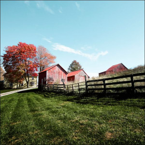 Grouping of small barns in this Monroe County, West Virginia, autumnal rura