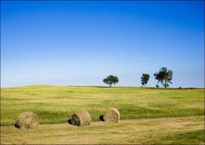Hay bales are as numerous as the trees in this stretch of rural Nebraska.,