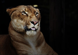 Hercules the liger, half lion, half tiger, Carol Highsmith - plakat 100x70