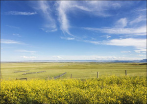 High plains yellow sundrops line the road in the Laramie Plain, a high-plai