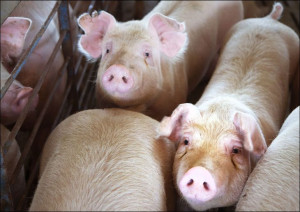 Hogs live out their last days in the "finishing shed," where they are group