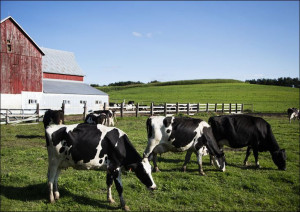 Holstein dairy cows at the Dunnum Family’s Top of the Town dairy farm near