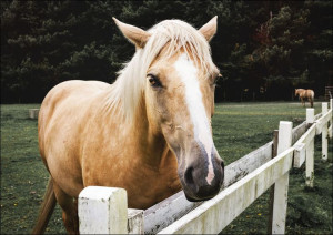 Horse in Orick, California., Carol Highsmith - plakat 30x20 cm