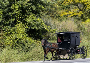 Horse with buggy in Amish country., Carol Highsmith - plakat 80x60 cm