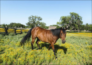 Horse within a lovely meadow in the Lyndon B, Carol Highsmith - plakat 59,4