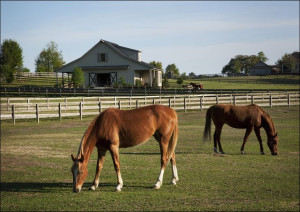 Horses at a ranch in rural Alabama, Carol Highsmith - plakat 80x60 cm