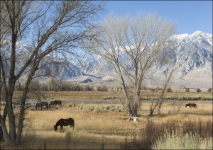 Horses grazing, Carol Highsmith - plakat 91,5x61 cm