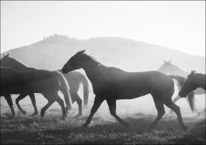 Horses head for the corral in the daily roundup of horses, Riverside, Wyomi