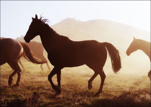 Horses head for the corral in the daily roundup of horses, Riverside, Wyomi