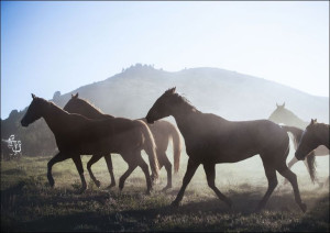 Horses head for the corral in the daily roundup of horses, Riverside, Wyomi