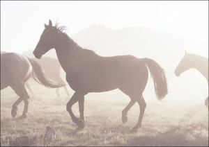 Horses head for the corral in the daily roundup of horses, Riverside, Wyomi