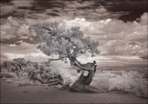 Infrared view of a twisted tree in the desert near the Salton Sea., Carol H