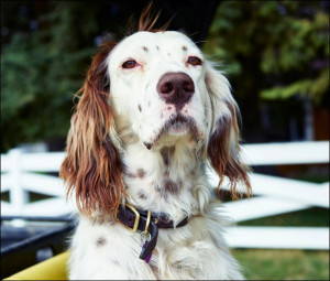 Jamie a Llewellin setter at Big Creek cattle ranch in Carbon County, Wyomin