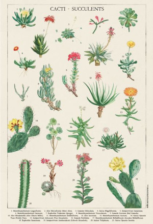 Kaktusy i Sukulenty - plakat 61x91,5 cm
