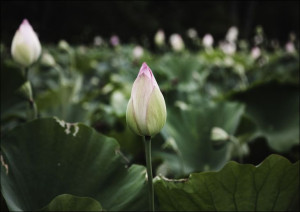 Kenilworth Park and Aquatic Gardens is also known as Anacostia Park., Carol