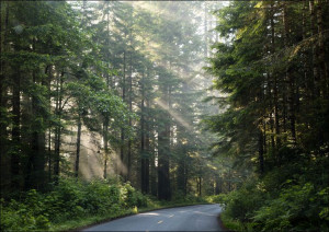 Lady Bird Johnson Grove in Northern California, Carol Highsmith - plakat 84