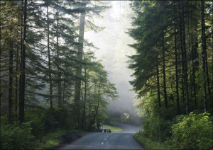 Lady Bird Johnson Grove in Northern California., Carol Highsmith - plakat 5