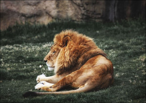 Lions at The Montgomery Zoo in Oak Park, Carol Highsmith - plakat 29,7x21 c