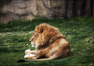 Lions at The Montgomery Zoo in Oak Park., Carol Highsmith - plakat 84,1x59,