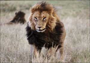 Lions in the grass at the Wild Animal Sanctuary near Keenesburg, Colorado.,