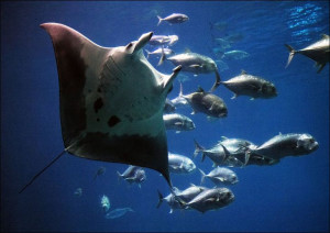 Living exhibit at the Georgia Aquarium in Atlanta, Carol Highsmith - plakat