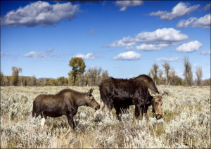 Moose graze in Grand Teton National Park in northwest Wyoming, Carol Highsm